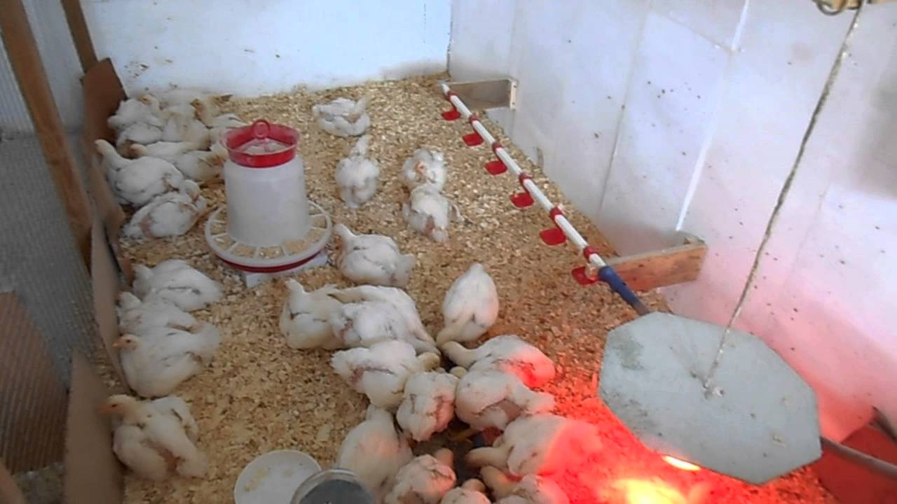 Выращивание цыплят в домашних условиях для начинающих. Бройлер Кобб 500. Индюки Кобб 500. Кобб 500 клетки для бройлеров.