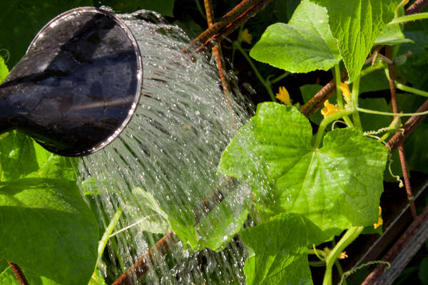 Так поливать огурцы нельзя: вода должна попадать на почву, а не на растения