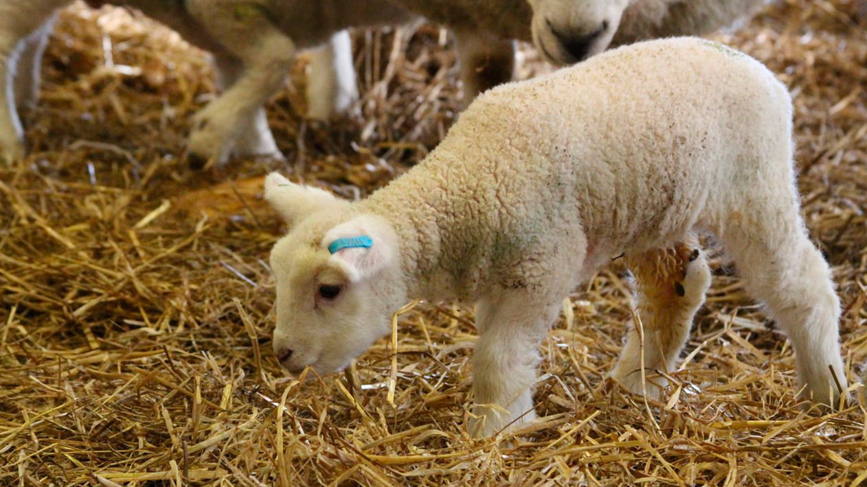 Ягнята 2 месяца. Кошарно-базовый метод выращивания ягнят. Выращиваемый Молодняк овец. Кормление молодняка овец.