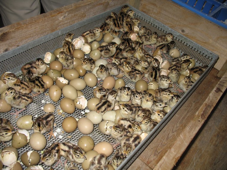Incubator with hatching eggs